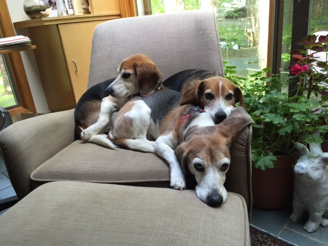 Three beagles.